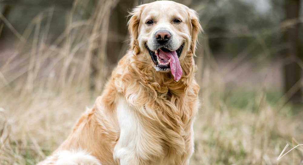 Super Dog, Olympic Triumphs, and Historic Car