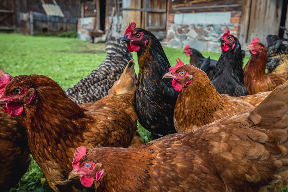Chicken Run, Record Haka, and Poignant Discovery
