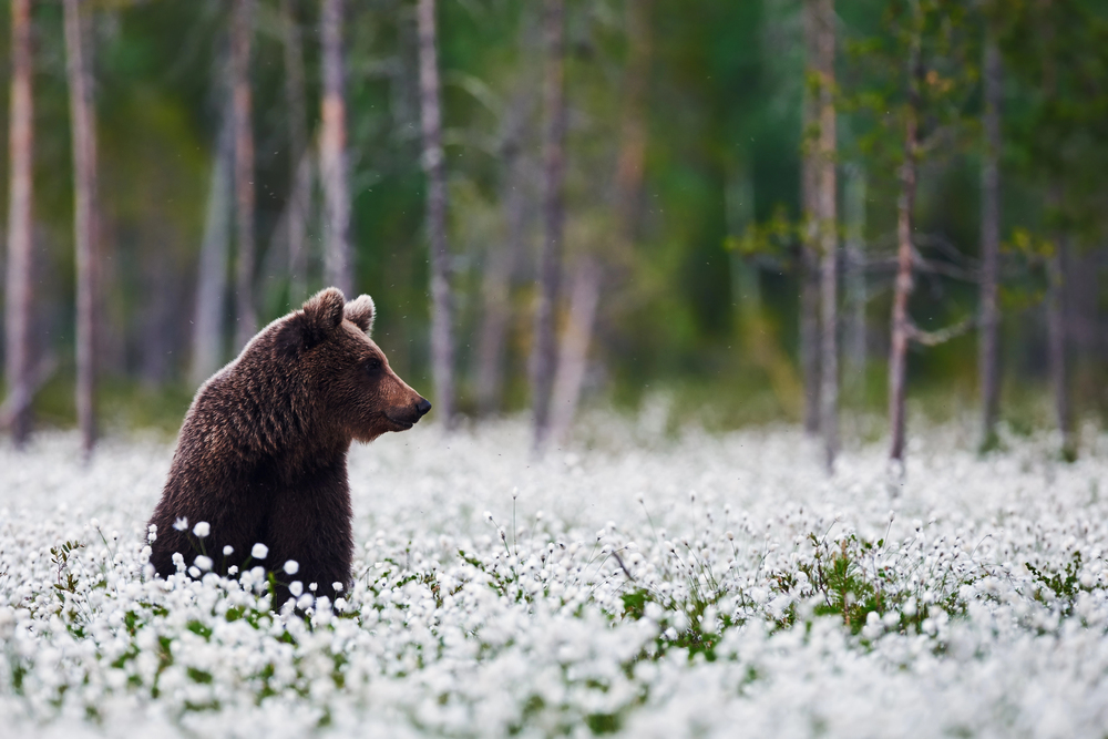 Local Celebrity, Rarest Whale, and Bear Necessities