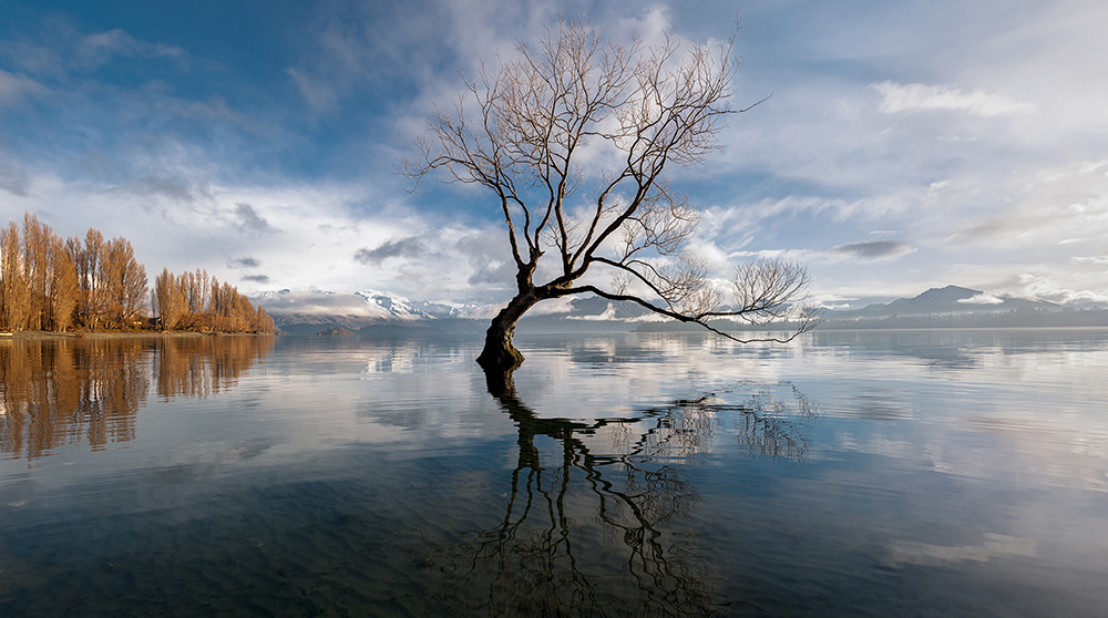 “it’s a freaking tree in a lake’