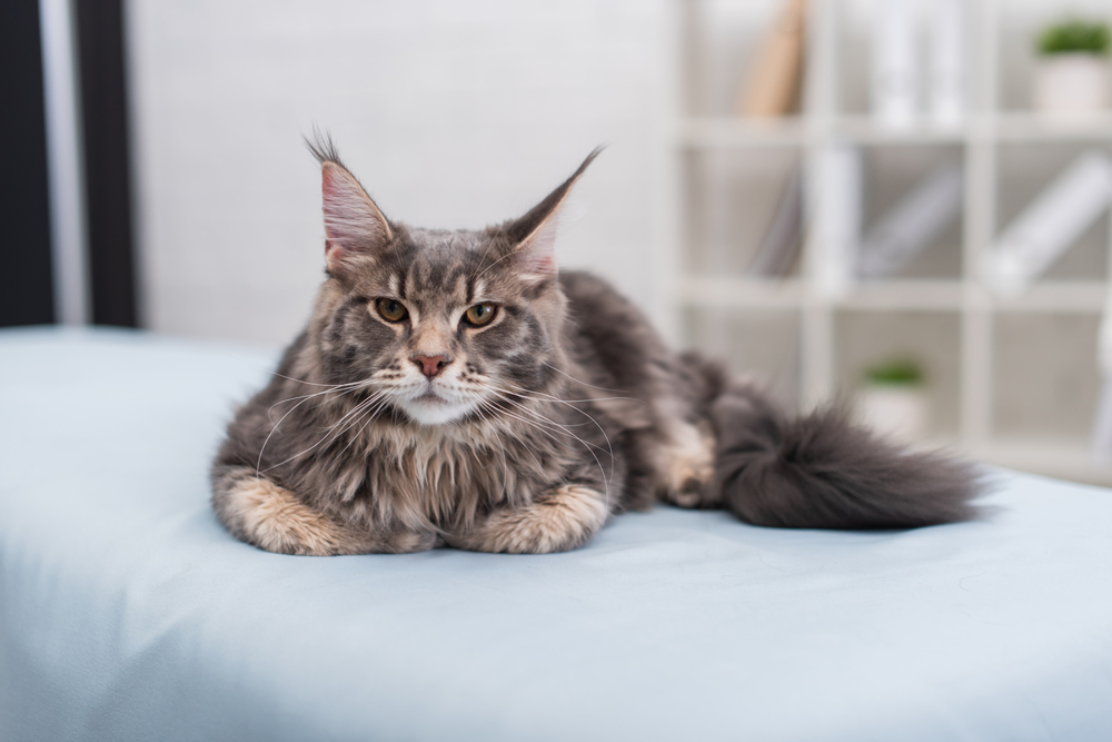 Over-travelled Cat, Ohakune Booming, and Injured Snowboarder Makes History