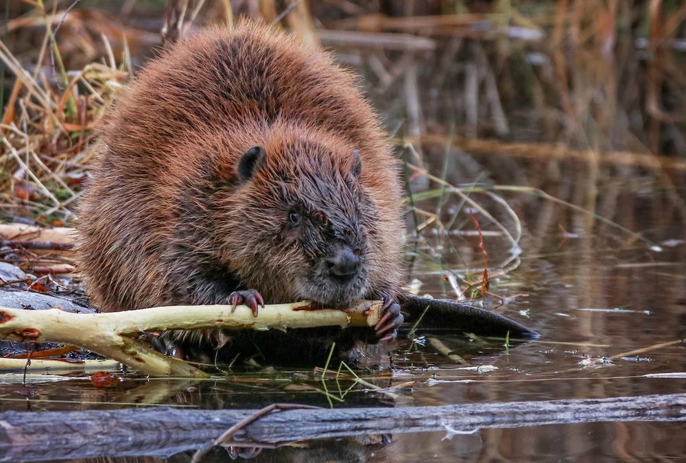 Busy Beavers, Hercules Last Flight, and Dump May Hold Treasure