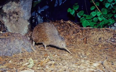 Auckland FC Win Title, Kiwi Conservation Effort, And Lost Dachshund Found