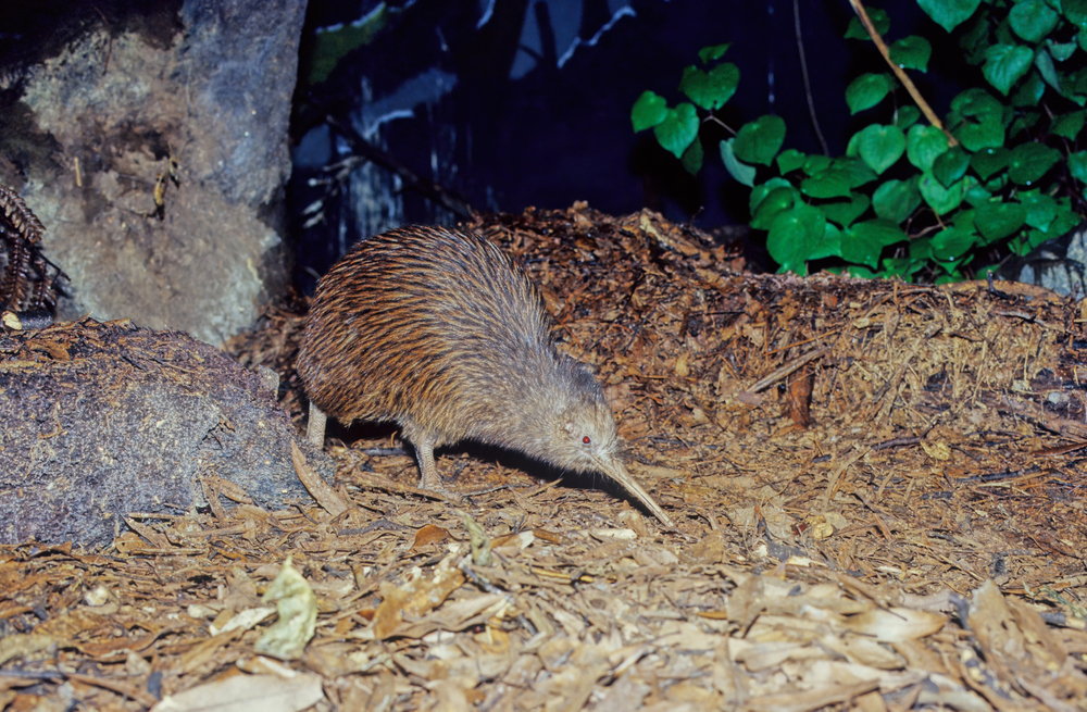 Auckland FC Win Title, Kiwi Conservation Effort, And Lost Dachshund Found