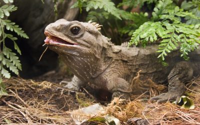 Scrapping Native Creatures, Copy Proves To Be Valuable Original, and Clothes Line Mystery Solved
