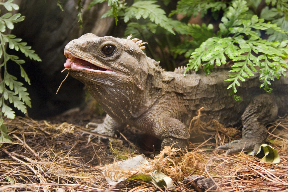 Scrapping Native Creatures, Copy Proves To Be Valuable Original, and Clothes Line Mystery Solved