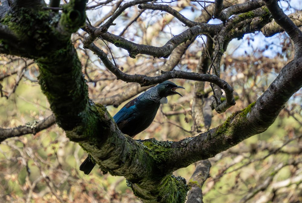 Bird Survey Begins, Kiwi Record Breaker, and Beer Saves Pub