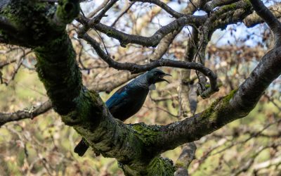 Bird Survey Begins, Kiwi Record Breaker, and Beer Saves Pub