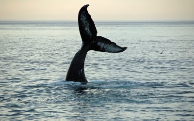 Curious Whale, Norsewear Pushes Kiwi Made, and World’s Best Country