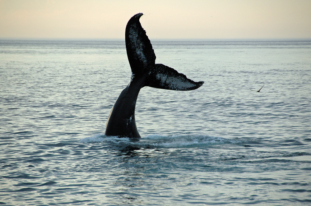 Curious Whale, Norsewear Pushes Kiwi Made, and World’s Best Country