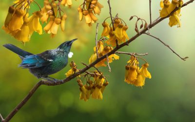 Talkative Tūī, Sunken City, and Card Sold For Record Price