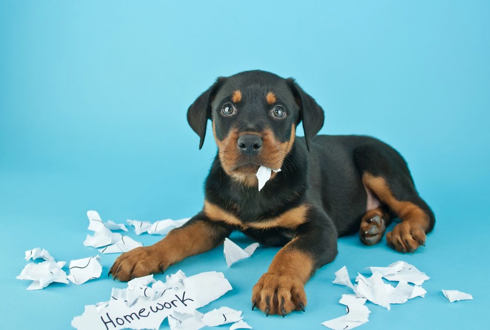 Passport Eating Dog, Hodgkins’ Painting Discovered, and Inspirational Teacher Passes