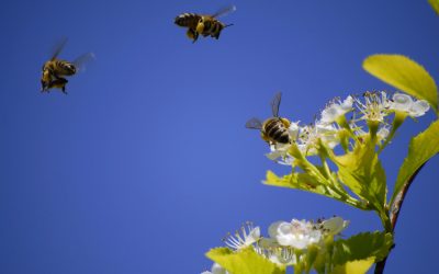 Bees Rob Honey Store and Lightsaber Sells For Millions
