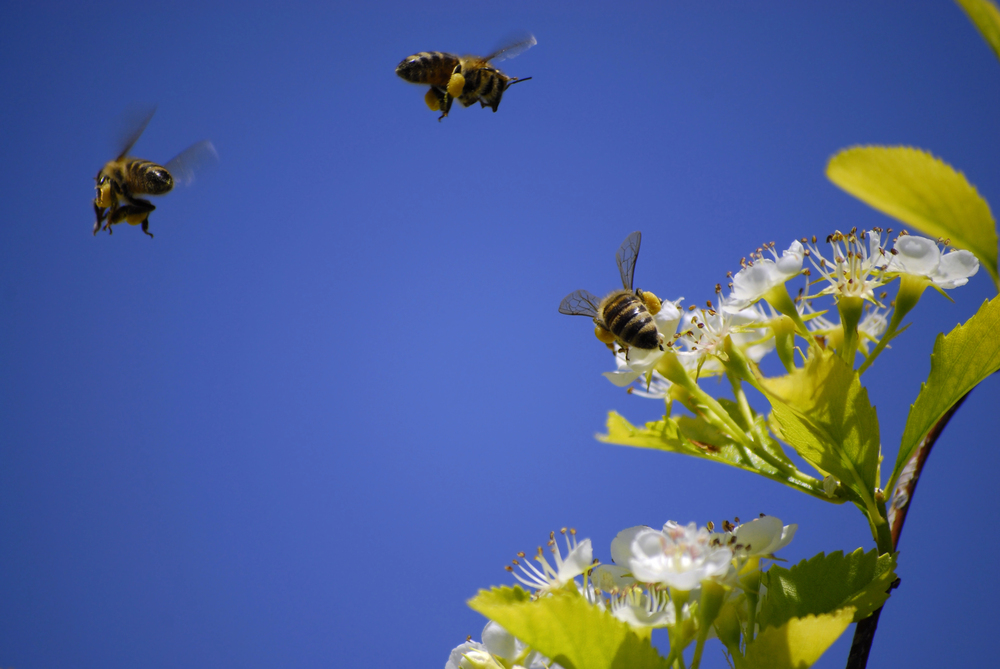 Bees Rob Honey Store and Lightsaber Sells For Millions
