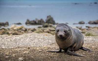 Surprise Visitor, World’s Costliest Egg, and Team Smash Charity Record