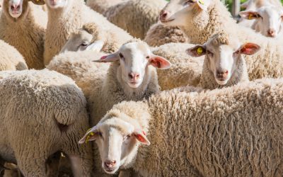 Wandering Sheep, New Christchurch Supermarket, and First Superman Comic Auctioned