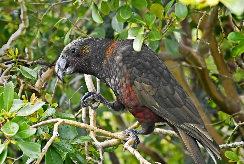 Adventurous Kākā, Street Signs Amuse, and Ancient Artefacts Discovered