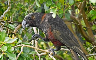 Adventurous Kākā, Street Signs Amuse, and Ancient Artefacts Discovered