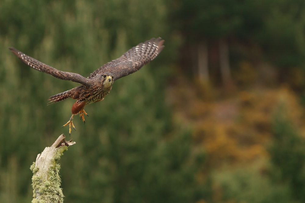 Dads Run For Community, Breeding Kārearea Discovered, and Playing Possum