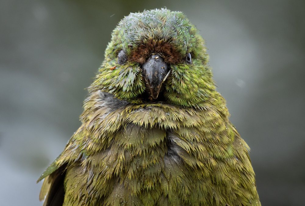 Huge Snapper Wins Prize, Kākāpō Livestream, and Fish of the Year