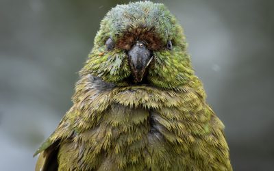 Huge Snapper Wins Prize, Kākāpō Livestream, and Fish of the Year