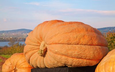 Huge Pumpkin, Picasso Painting Raffle, and Rarest NZ Bird Making Comeback